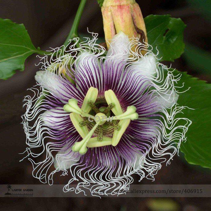 JMS Passion Flower Purple Granadilla Passiflora Edulis Seeds, Professional Pack, 10 Seeds / Pack, Be