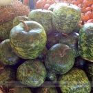 JMS Heirloom Large Apple Gourd Lagenaria Siceraria Seeds, Professional Pack, 10 Seeds / Pack, Diy Pl