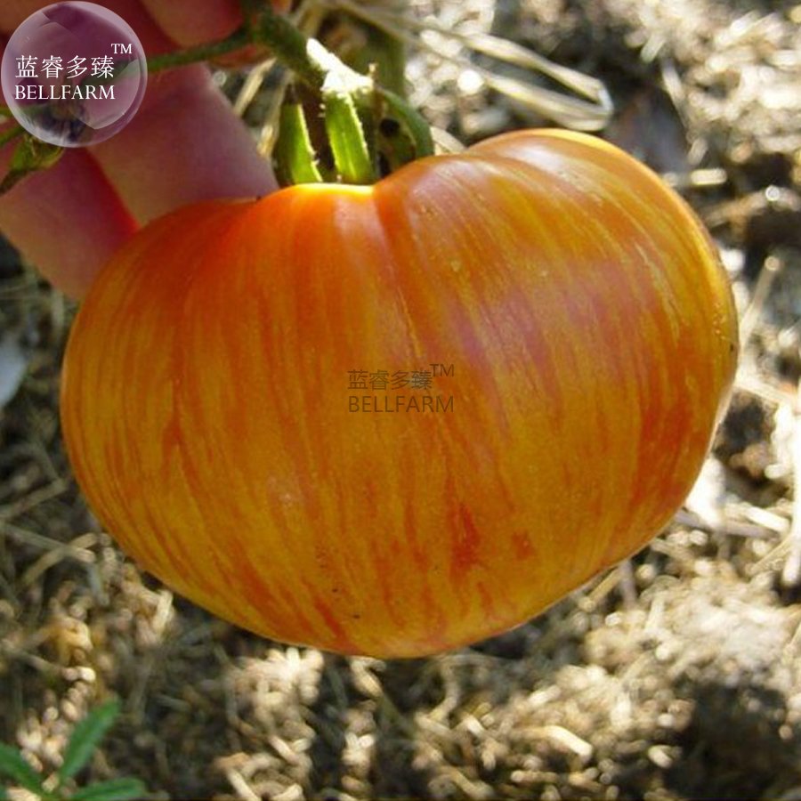 JMS  Large Tomato Seeds, 100 Seeds / Pack,  Glowing Gold Neon Red Stripes Fruits, Non-Gmo Seeds E331