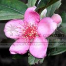 JMS 5 Packs, 50 Seeds / Pack, Rhodomyrtus Tomentosa, Moaning Myrtle Seeds, Hill Gooseberry, Rose Myr