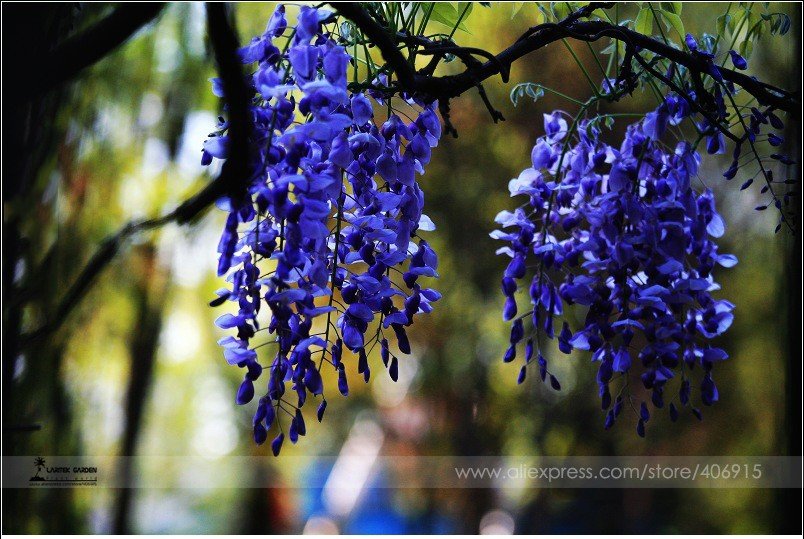 JMS Rare Heirloom Dark Blue Wisteria Hybrid Flower Seeds, Professional Pack, 100 Seeds / Pack, Very 