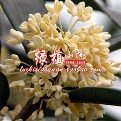 JMS 10Pcs Sweet-Scented Osmanthus Flower Seeds Yellow Color