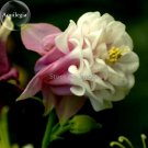 JMS Rare Beautiful Pink White Edge Aquilegia Columbine, 50 Seeds, Long Flowering Light Up Your Garde