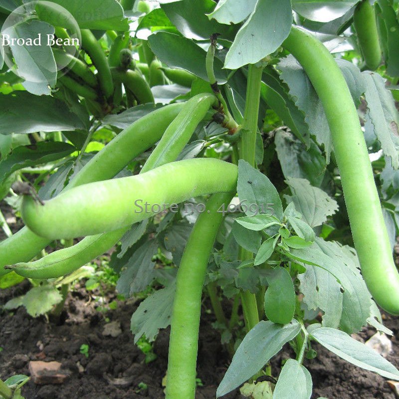JMS Heirloom Vicia Faba Dwarf Broad Bean, 5 Seeds, Healthy Green Organic Vegetables E3901
