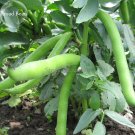 JMS Heirloom Vicia Faba Dwarf Broad Bean, 5 Seeds, Healthy Green Organic Vegetables E3901