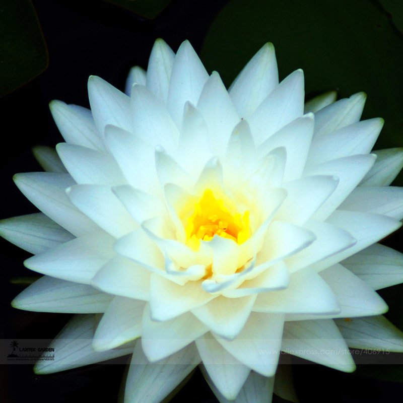 JMS 1 Professional Pack, 1 Seed / Pack, Big White Lotus Flower Nelumbo Pond Plants E3500
