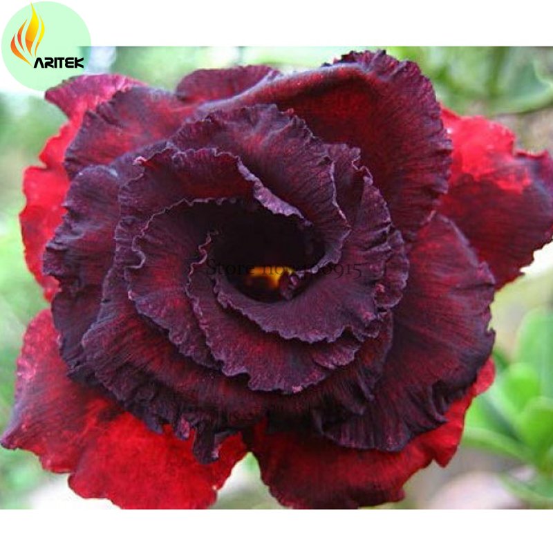 JMS 'Immortality' Dark Red Adenium Obesum Desert Rose Seeds, Professional Pack, 2 Seeds, Dark Red Do