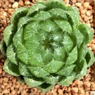JMS Haworthia Cooperi Var. Picturata Seeds