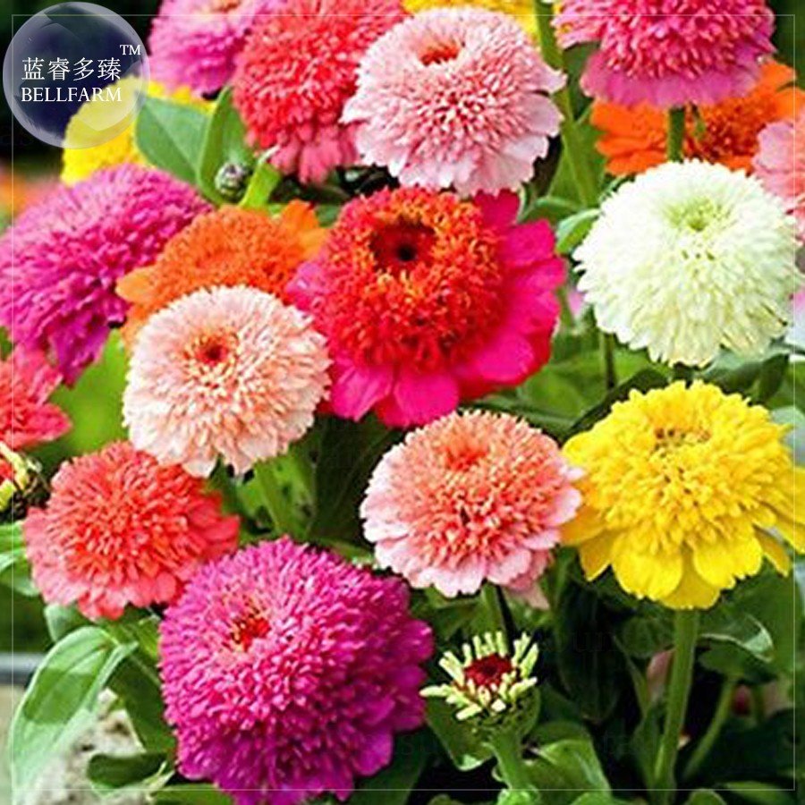 JMS Zinnia Scabiosa Flowered Mix Seeds, Professional Pack, 50 Seeds, Brushy Big Blooms Flowers Youth