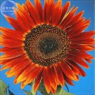 JMS Evening Sun Sunflower, Professional Pack, 20 Seeds, Tall Multiple Head Cut Flower E4046
