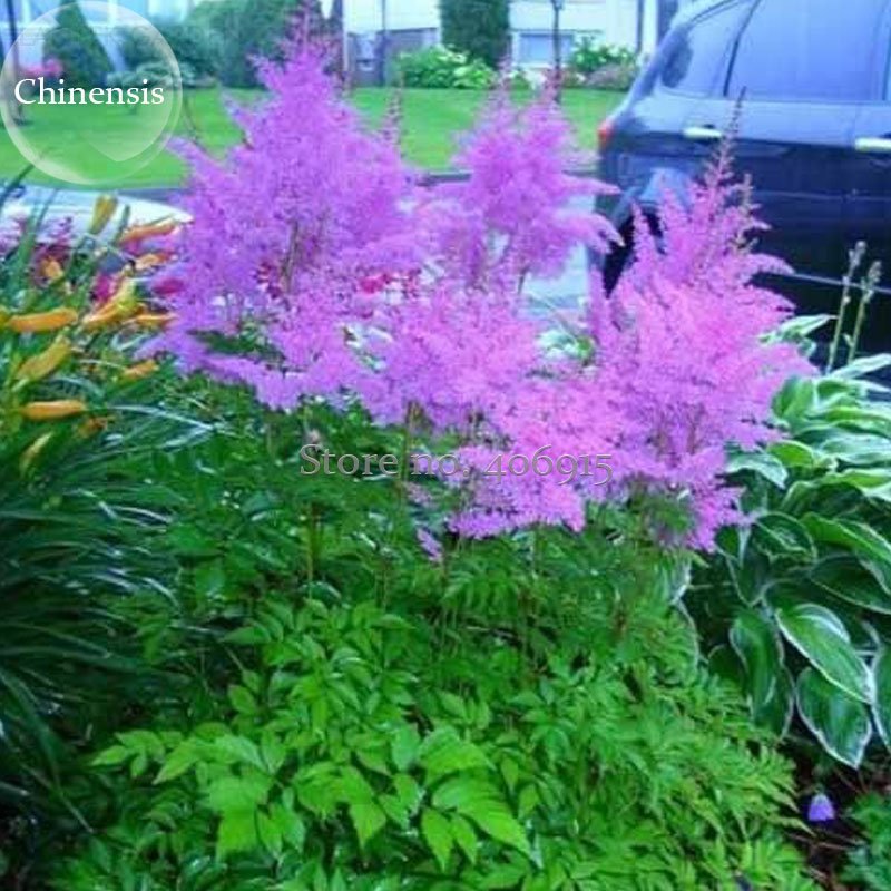 JMS Rare Light Purple Astilbe Chinensis Flowers, 50 Seeds, Dazzling Perennial Flowers Light Up Garde