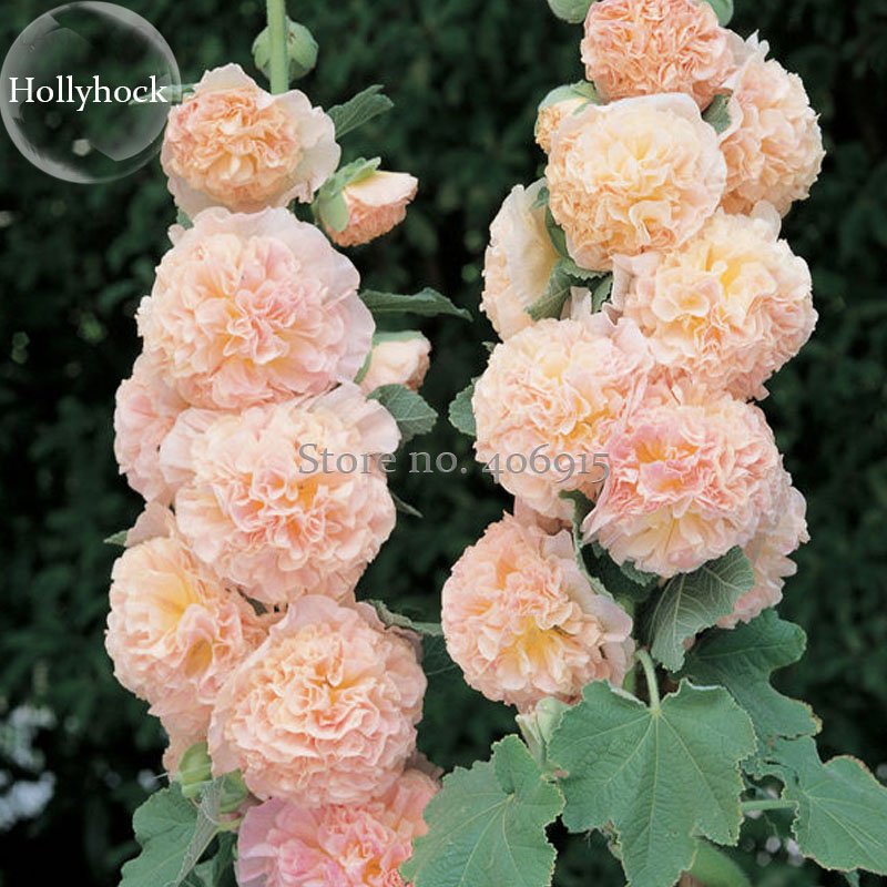 JMS Rare Beautiful Althaea Rosea Pink Hollyhock Compact Flowers, 20 Seeds, Fragrant Dazzling Flowers