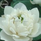 JMS Nelumbo Nucifera Woo-Wall Lotus White Big Blooming Flower, 5 Seeds, Aquatic Plant Long Flowering