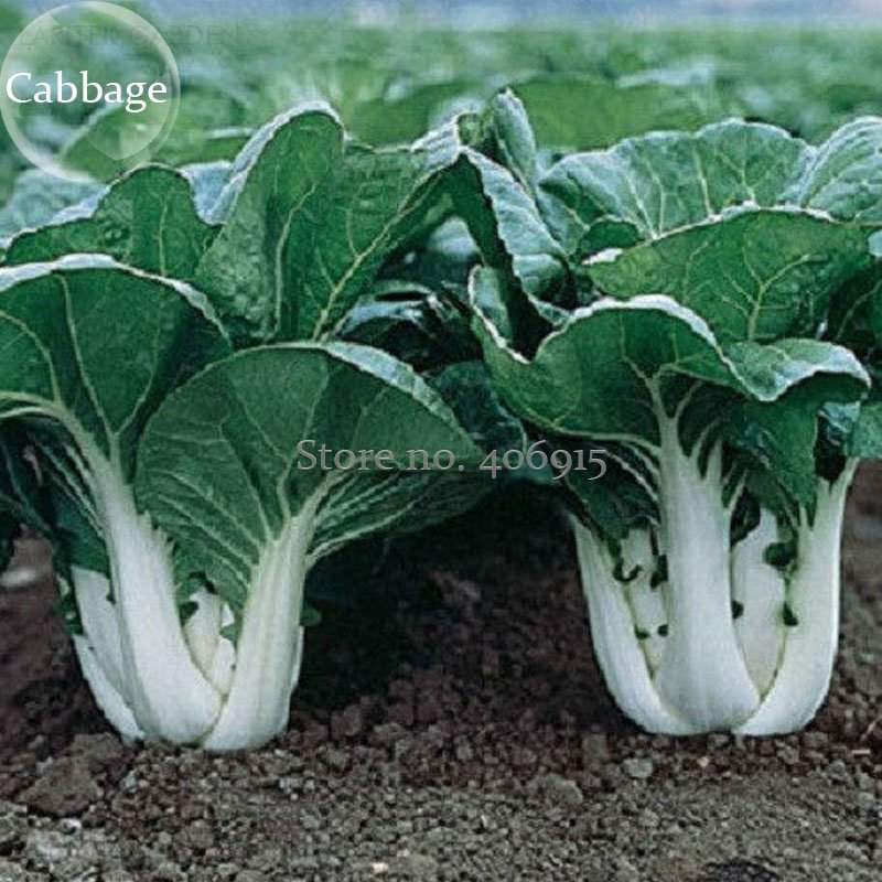JMS Pak Choi White Stem Chinese Cabbage, 200 Seeds, Heirloom Open Pollinated Vegetables E3873