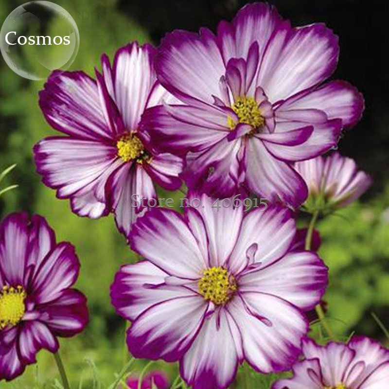 JMS 'Fizzy Rose Picotee' Cosmos Bipinnatus Annual Flowers, 50 Seeds, Purple White Petals Long Flower