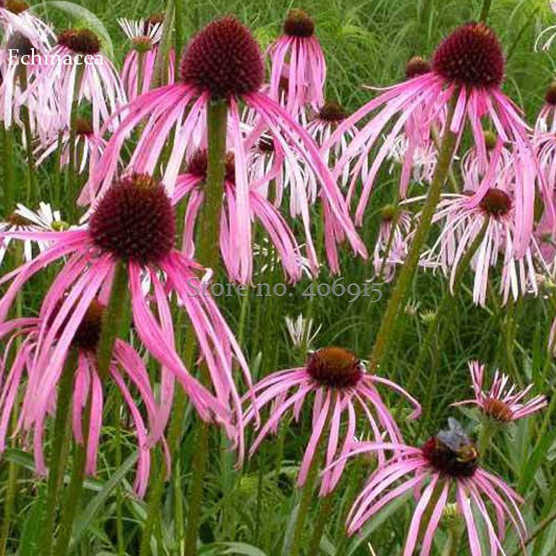 JMS Rare 'Rain Stone'  Pink Echinacea Coneflowers, 100 Seeds, Good-Looking Attract Butterflies Impro