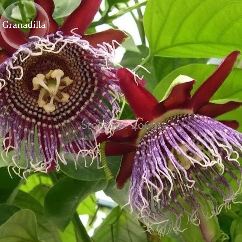 JMS Rare 'Wind' Granadilla Passion Fruit Perennial Climbing Flower, 20 Seeds, Ornamental Healthy Flo