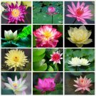 JMS Rare Mixed Colors Lotus Beautiful Flowers, 20 Seeds, New Long Flowering Attractive Butterfly Lig