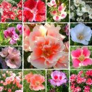 JMS Mixed Godetia Monarch Clarkia Amoena Flowers, 50 Seeds, Garden Bonsai Godetia Grandiflora E3734