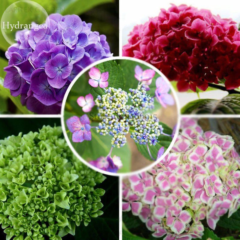 JMS Mixed Beautiful Hydrangea Big Blooming Flowers, 15 Seeds, Garden Plants Attracting Butterflies E