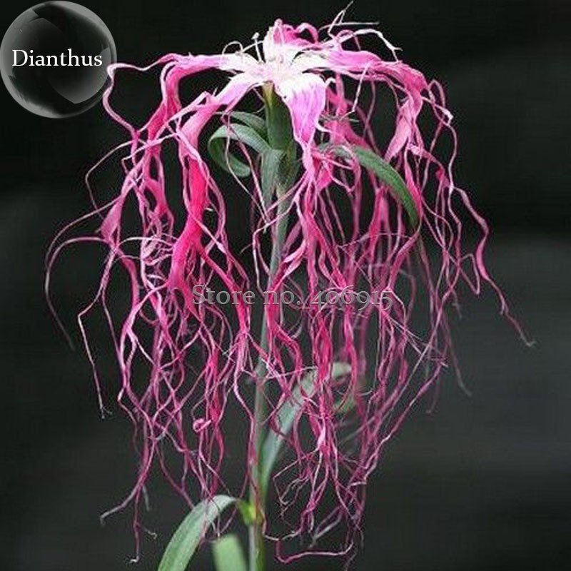 JMS Rare Beautiful 'Long Hair' Mixed Dianthus Annual Flowers Mixed Red Pink White, 50 Seeds, Very Ra