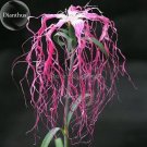 JMS Rare Beautiful 'Long Hair' Mixed Dianthus Annual Flowers Mixed Red Pink White, 50 Seeds, Very Ra