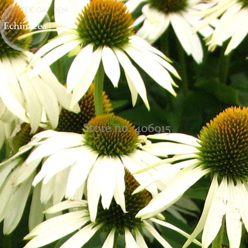 JMS Rare Middle-Sized White Echinacea Coneflower Perennial Plants, 100 Seeds, Ornamental Garden Flow