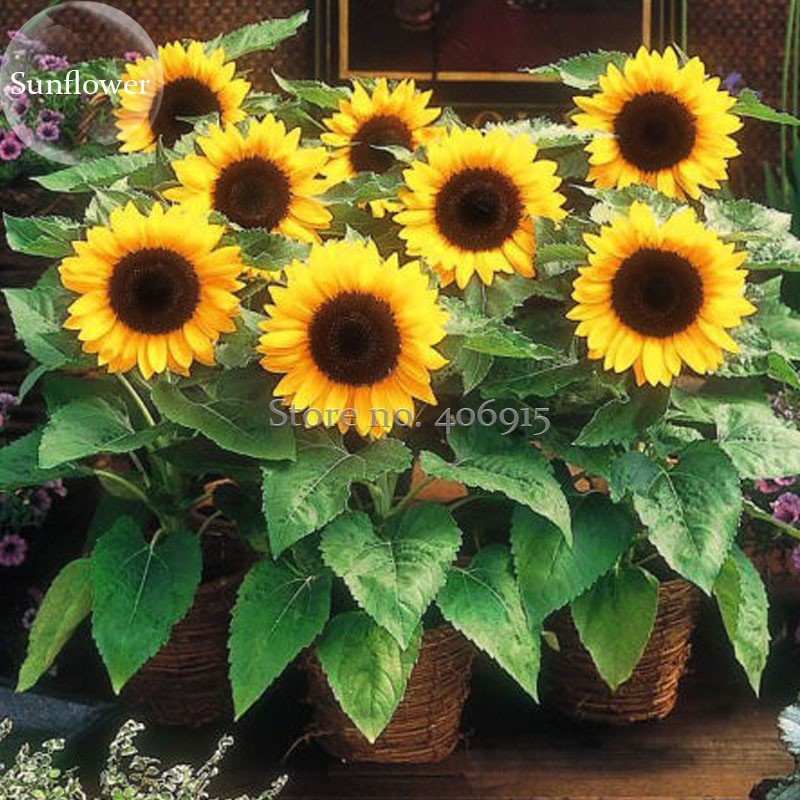 JMS Heirloom Bonsai Short-Stem Balcony Yellow Sunflowers, 15 Seeds, Ornamental Garden Plants E3707