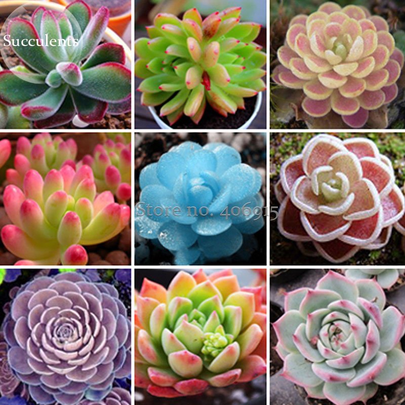 JMS Mixed Succulents Rare Plant, 30 Seeds, Office Home Garden Pot Decor E3890