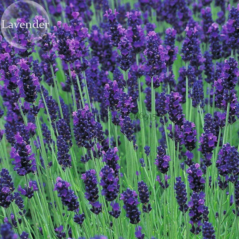 JMS Hidcote Blue Provence Lavender, 20 Seeds, Fragrant Cut Flowers E3726