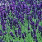 JMS Hidcote Blue Provence Lavender, 20 Seeds, Fragrant Cut Flowers E3726