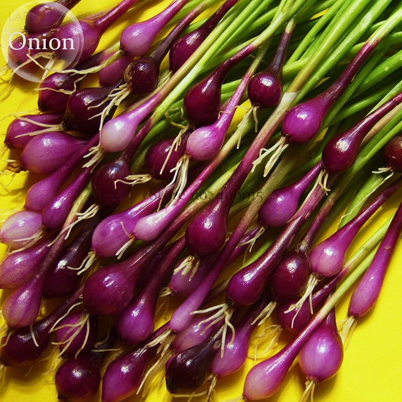 JMS Salad Bunching Red Mate Onion Vegetables, 100 Seeds, Edible Organic Salad Spices E3727