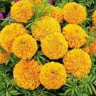 JMS 200Pcs African Marigold Flowers Orangish Yellow Color