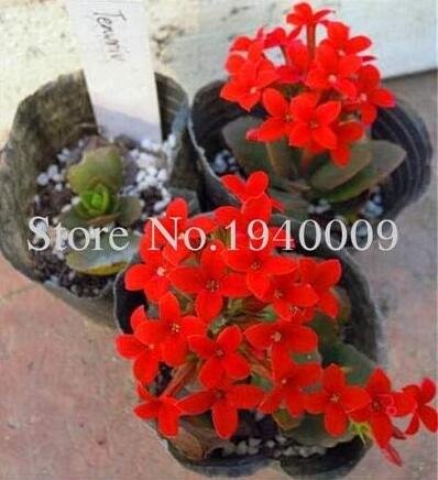 JMS Oxalis Wood Sorrel Flower Seeds, Red