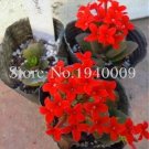 JMS Oxalis Wood Sorrel Flower Seeds, Red