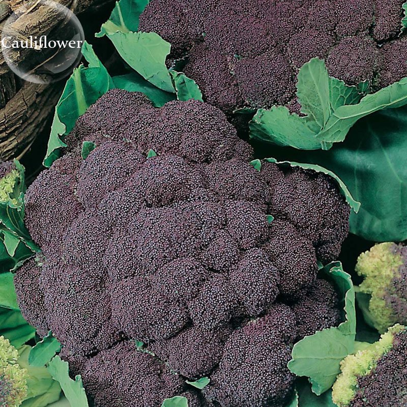 JMS Italian Black Cauliflower Di Sicilia Violetto Vegetables, 100 Seeds, Organic Edible Vegetables E