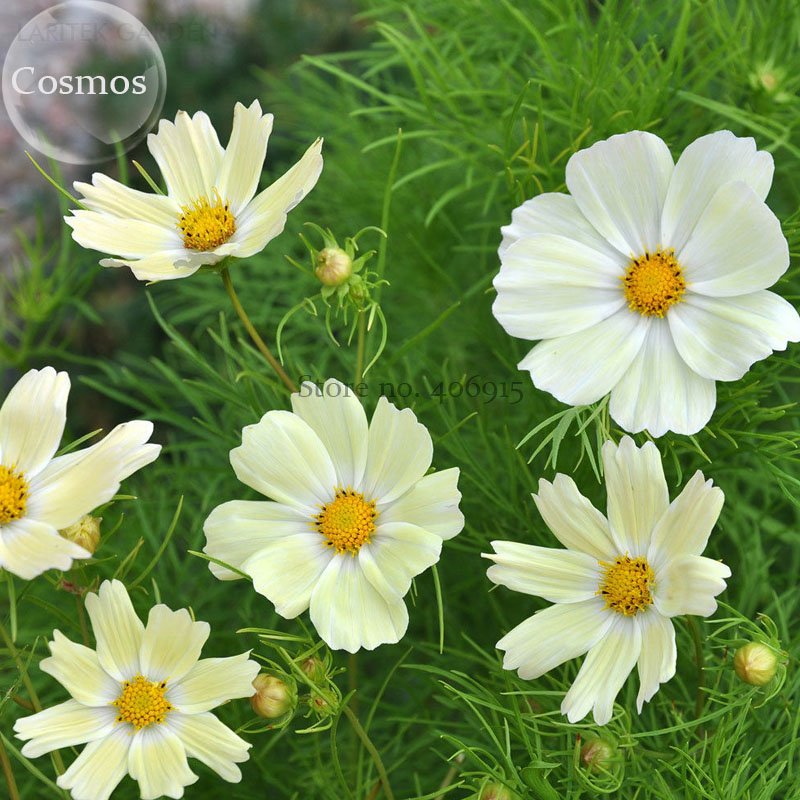 JMS Sunset Yellow  Cosmos Bipinnatus Annual Flowers, 50 Seeds, Bonsai Ornamental Flowers E3736