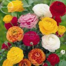 JMS Rare Colorful Beautiful Ranunculus Asiaticus Persian Buttercup Perennial Flowers, 20 Seeds, Dazz