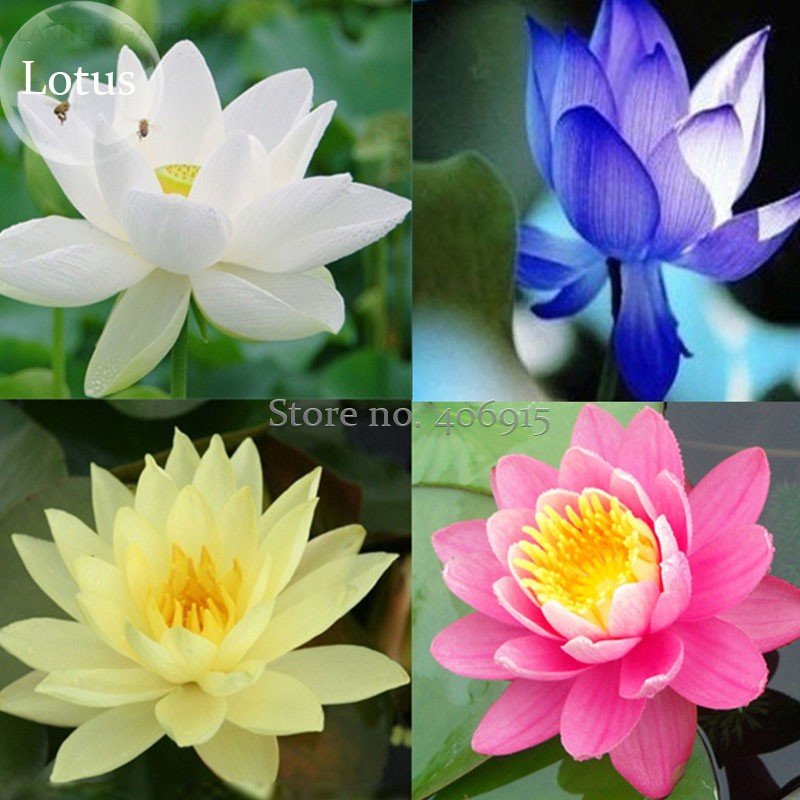 JMS Rare Mixed 4 Types Of Lotus Flowers, 10 Seeds, New Long Flowering Attractive Butterfly Light Up 