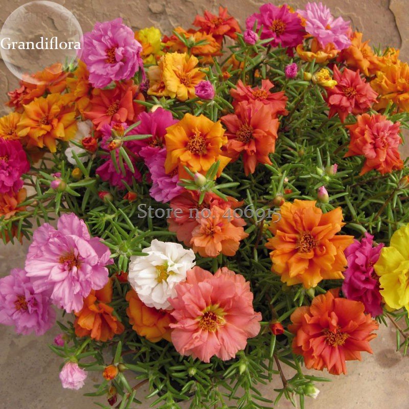 JMS Rare Beautiful Colorful Portulaca Grandiflora Flowers, 200 Mixed Seeds, Bonsai Garden Flowers Li