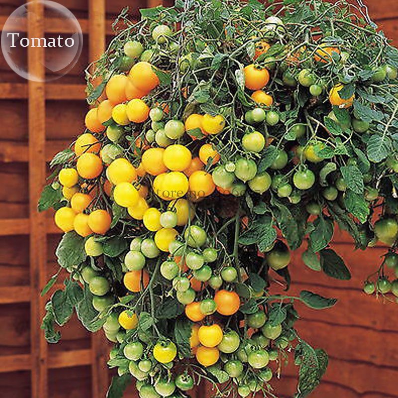JMS Heirloom Tumbling Tom Yellow Cherry Tomato, 100 Seeds, Edible Hanging Tomato Plants E3740