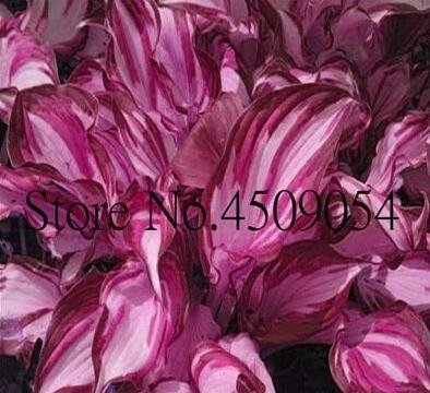JMS Hosta Seeds, Redish Purple And Light Pink Stripes