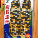JMS Heirloom Big Haierbin Colorful Sticky Corn Organic Seeds 10Seeds +, 100% True  Edible Variety