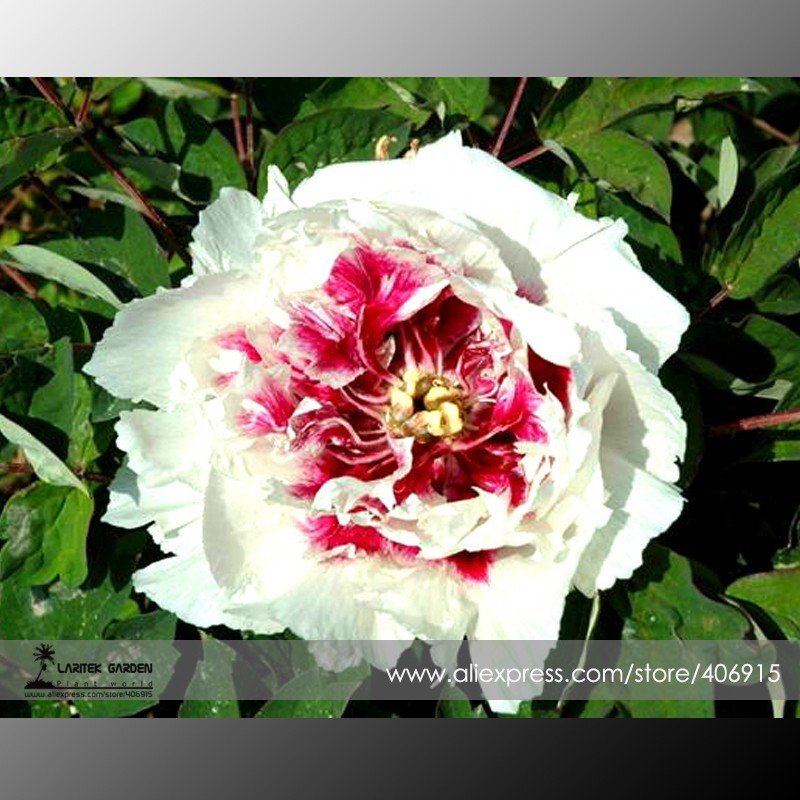JMS Rare 'Hua Cat' White Peony With Red Heart Flower Seeds, Professional Pack, 5 Seeds / Pack, Light