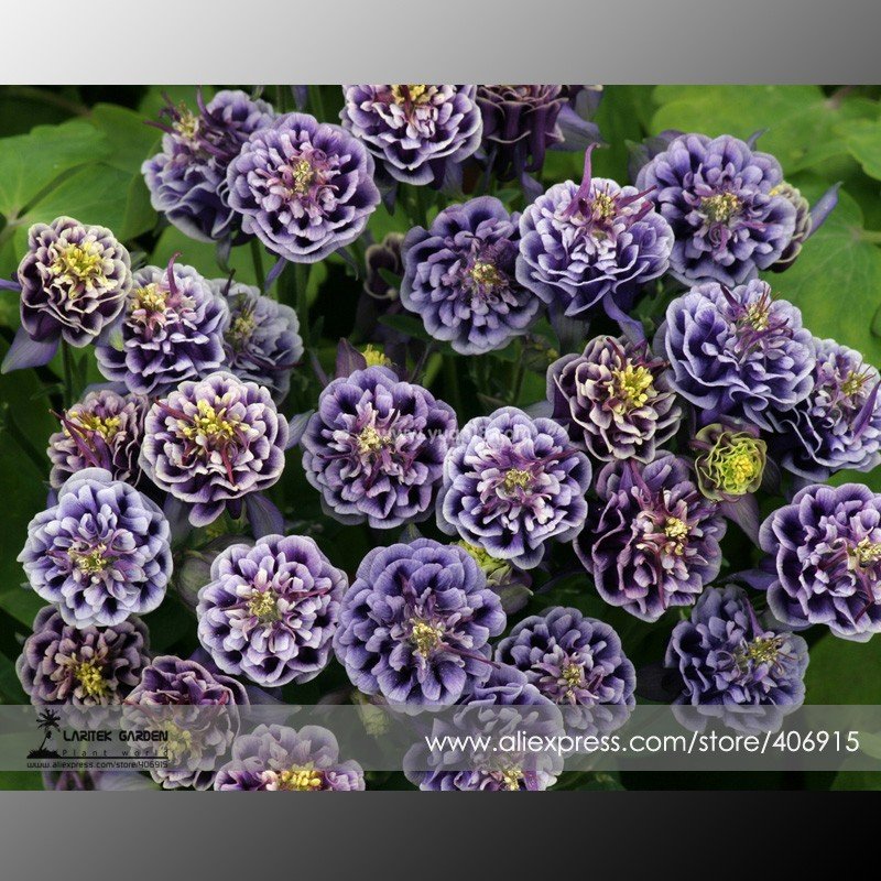 JMS Imported Rare Double 'Twinkle' Dark Blue White Garden Columbine Flower Seeds, Professional Pack,