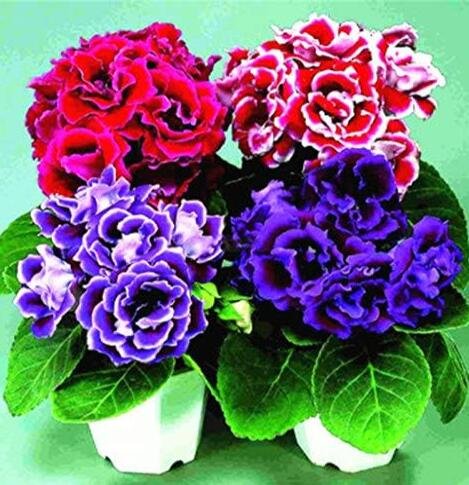 JMS Gloxinia Sinningia, Mixed Red, Purple, Red-White, Purple-White