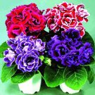 JMS Gloxinia Sinningia, Mixed Red, Purple, Red-White, Purple-White