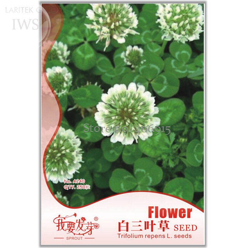 JMS Clover Seeds Bonsai Trifolium Repens Beauty Lucky, Original Pack, 250 Seeds, Improve The Environ