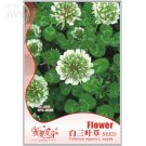 JMS Clover Seeds Bonsai Trifolium Repens Beauty Lucky, Original Pack, 250 Seeds, Improve The Environ