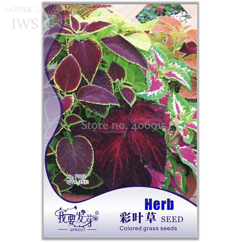 JMS Rare Coleus Blumei Rainbow Series Garden Seeds , Original Pack, 35 Seeds, Hardy And Adaptable De